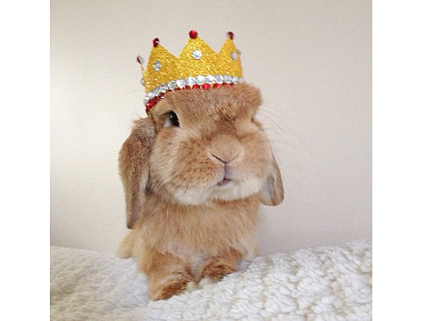 Instagram Rabbit, Bunnymama, Rambo: Photos