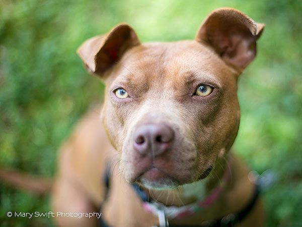 Adoptable Dog in Baltimore