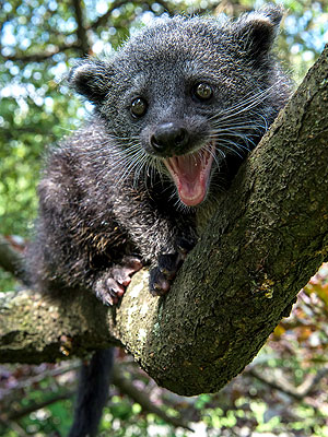 Staten Island Zoo Bearcat Smiles: Photo