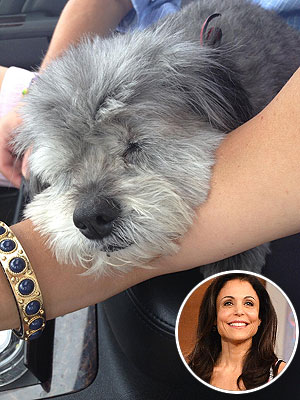 Bethenny Frankel's Dog Sleeping: Photo