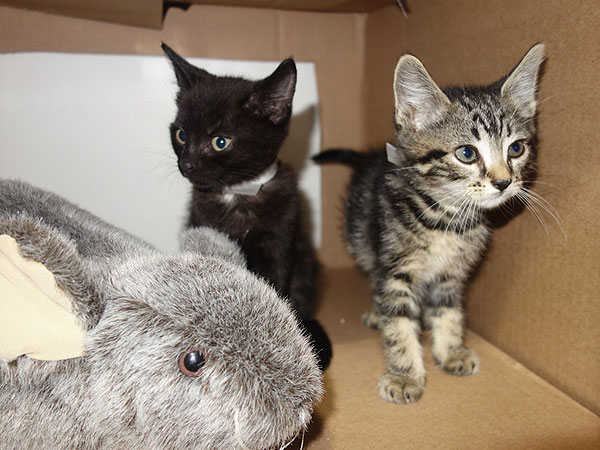 The Daily Treat: Rescued Subway Kittens Settle Down in Brooklyn – So Hip!| Cats, Cute Pets