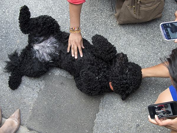 The Daily Treat: Sunny Obama a Hit with Reporters During Press Conference Debut| Stars and Pets, Dogs