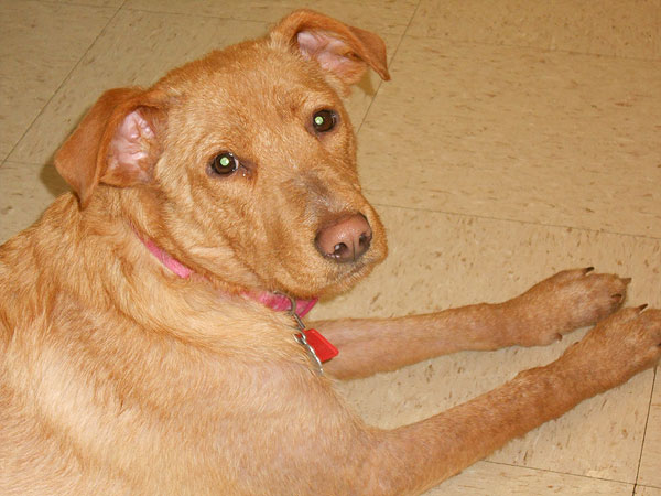 Adopt Me! Sweet Bella Wants to Be the Center of Your World