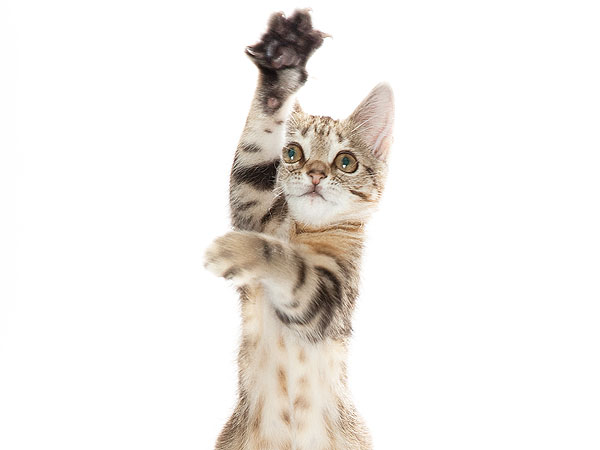 The Government Shutdown, as Told by Pets| Animals & Pets