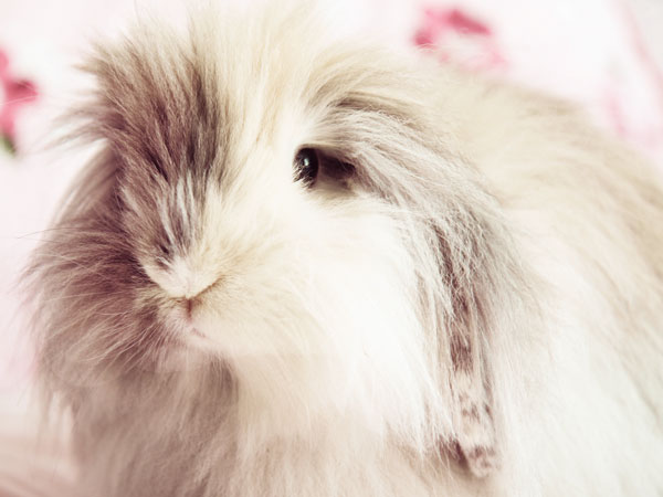 The Government Shutdown, as Told by Pets| Animals & Pets