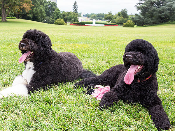 The Government Shutdown, as Told by Pets| Animals & Pets