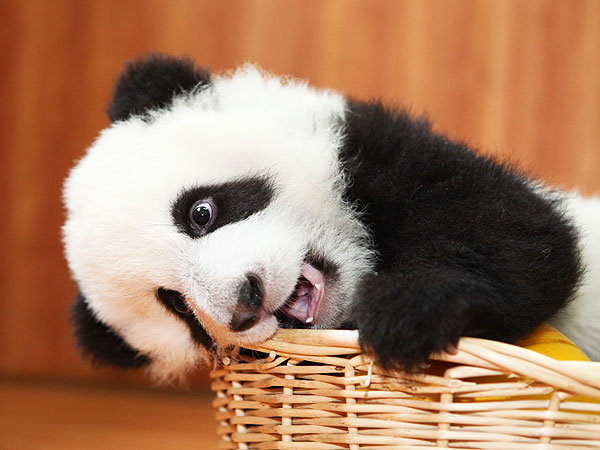 The Daily Treat: 7 Pictures to Help You Survive the Panda Cam Shutdown| Animals & Pets, Cute Pets