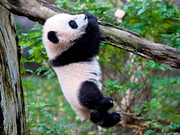 The Daily Treat: 7 Pictures to Help You Survive the Panda Cam Shutdown| Animals & Pets, Cute Pets