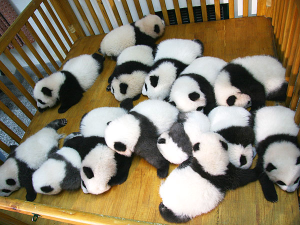 The Daily Treat: 7 Pictures to Help You Survive the Panda Cam Shutdown| Animals & Pets, Cute Pets