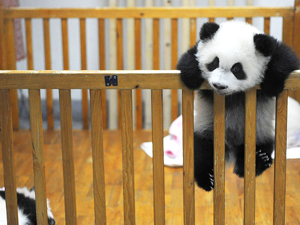 The Daily Treat: 7 Pictures to Help You Survive the Panda Cam Shutdown| Animals & Pets, Cute Pets