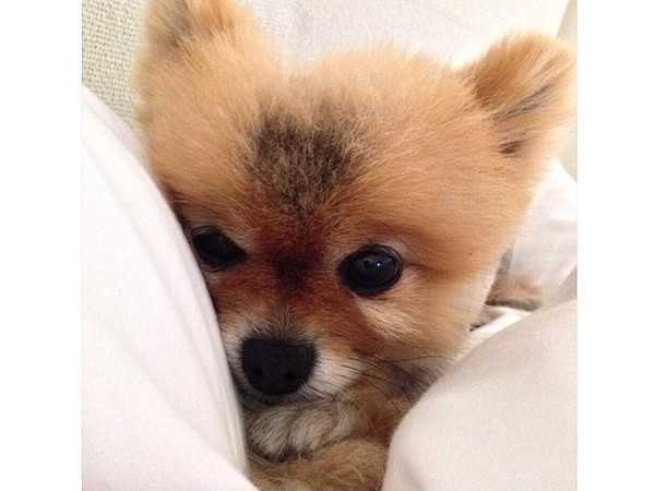 Lea Michele Adopts an 8-Year-Old Dog| Stars and Pets, Dogs, New Pet, Lea Michele