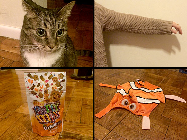 How to Dress Up Your Cat for Halloween| Animals & Pets, Cats, Halloween