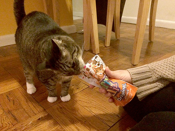 How to Dress Up Your Cat for Halloween| Animals & Pets, Cats, Halloween