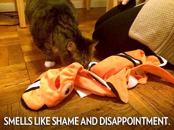 How to Dress Up Your Cat for Halloween| Animals & Pets, Cats, Halloween