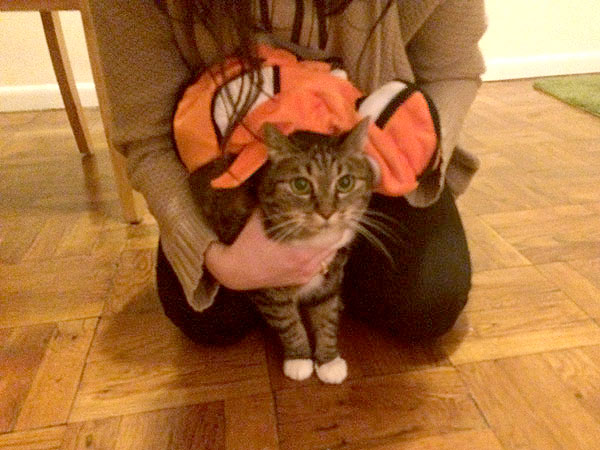 How to Dress Up Your Cat for Halloween| Animals & Pets, Cats, Halloween