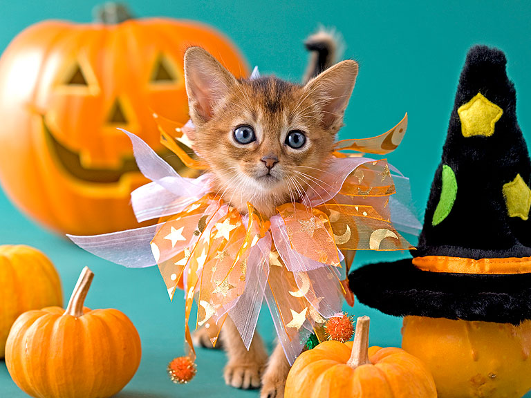 Halloween 2013: Cat Costume, Cat Costumes, Pet Costume, Pet Costumes