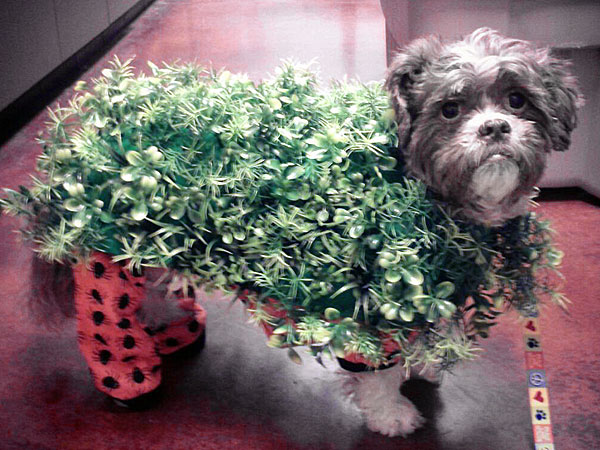 Dog Dressed Like Chia Pet for Halloween: Photo