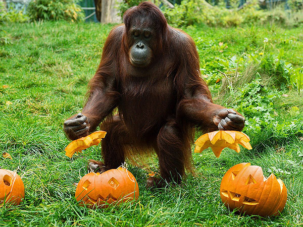 The Daily Treat: Here Are Four Furry Friends Celebrating Howl-oween with Pumpkins| Animals & Pets, Exotic Animals & Pets, Zoo Animals, Halloween