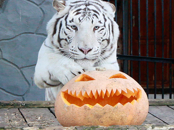 The Daily Treat: Here Are Four Furry Friends Celebrating Howl-oween with Pumpkins| Animals & Pets, Exotic Animals & Pets, Zoo Animals, Halloween