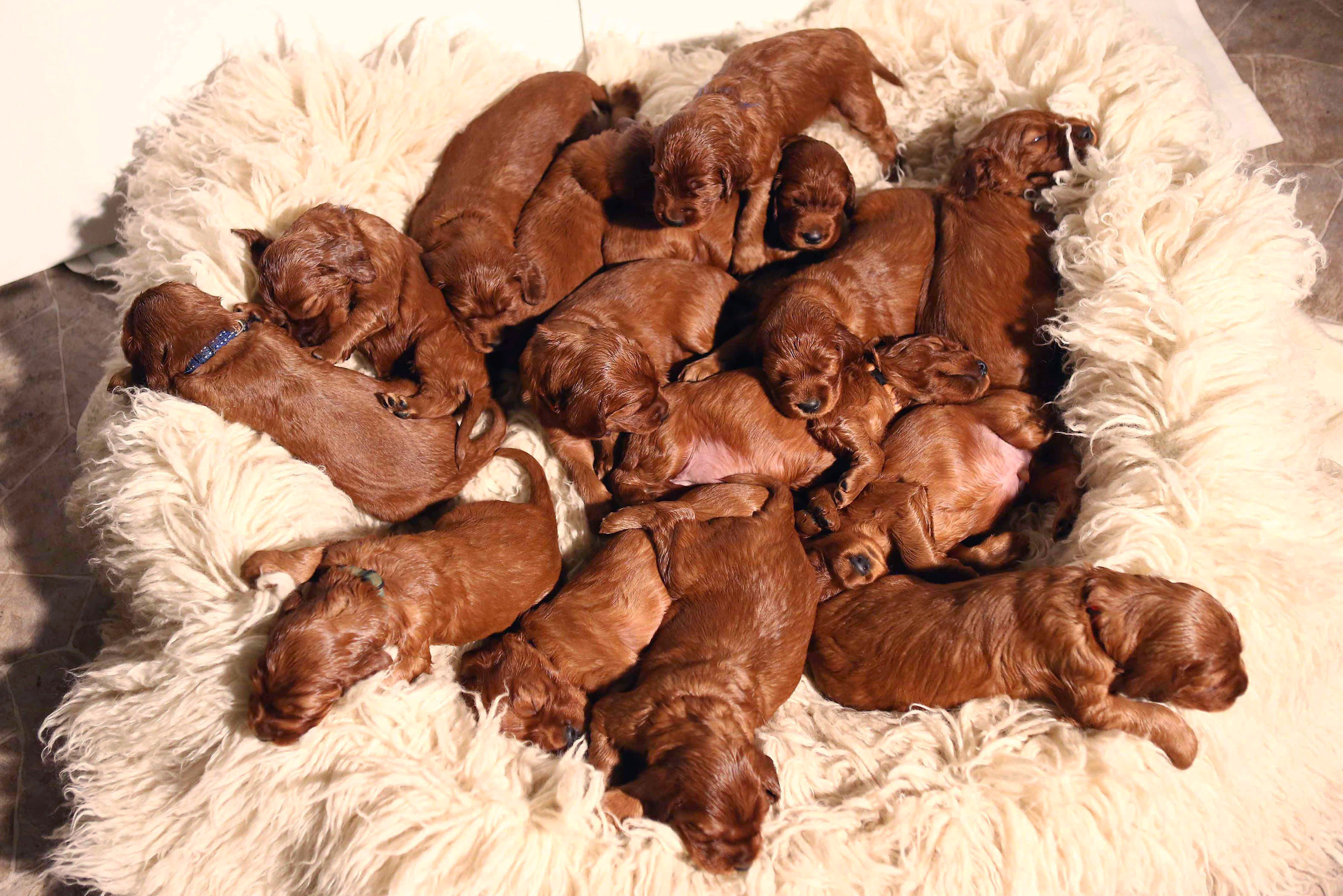 The Daily Treat: We Nominate this Dog with 15 Puppies for Mom of the Year| Animals & Pets, Cute Pets, Dogs, Puppies