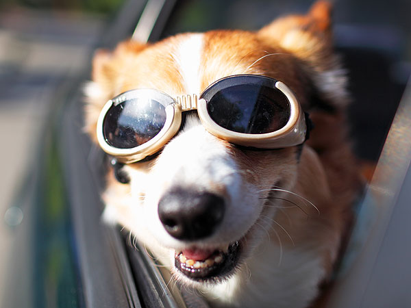 Read Our Corgi A-Paw-Calypse Contingency Plan| Animals & Pets, Cute Pets, Dogs, Funny Pets