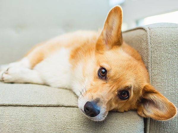 Read Our Corgi A-Paw-Calypse Contingency Plan| Animals & Pets, Cute Pets, Dogs, Funny Pets