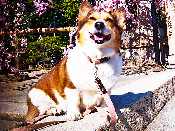 Read Our Corgi A-Paw-Calypse Contingency Plan| Animals & Pets, Cute Pets, Dogs, Funny Pets
