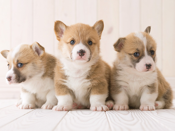 Read Our Corgi A-Paw-Calypse Contingency Plan| Animals & Pets, Cute Pets, Dogs, Funny Pets