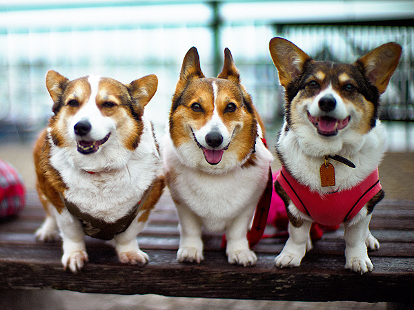 Read Our Corgi A-Paw-Calypse Contingency Plan| Animals & Pets, Cute Pets, Dogs, Funny Pets