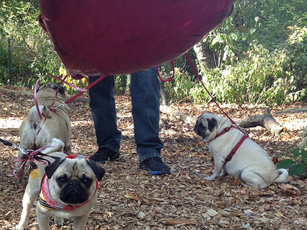 The Daily Treat: Man Proposes to Girlfriend with Help from 16 Pugs| Animals & Pets, Cute Pets, Dogs, Engagements