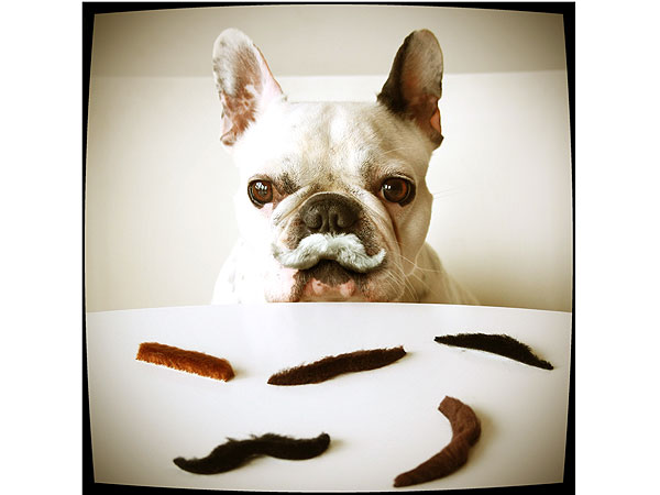 5 Animals with Mustaches to Celebrate Movember| Animals & Pets, Funny Pets