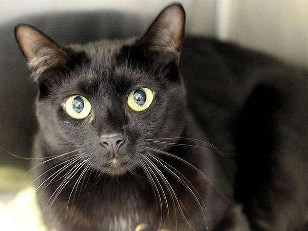 Adopt a Cat: Jessie in Texas