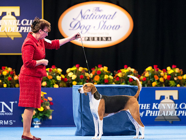 American Foxhound Jewel Wins National Dog Show| Animals & Pets, Dogs, Thanksgiving
