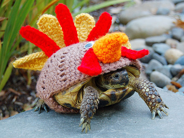Thanksgiving: Tortoise Dressed as Turkey Photo