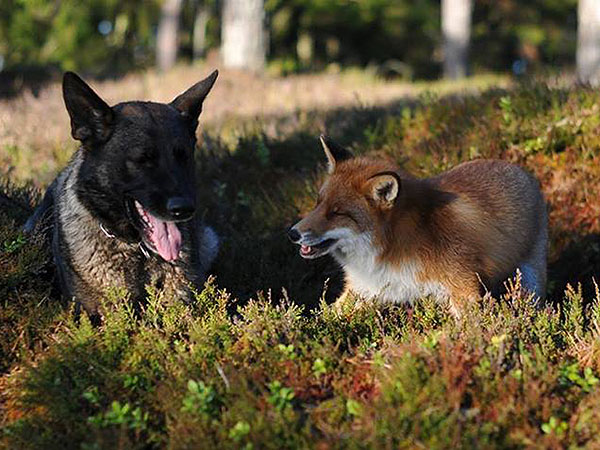 The Daily Treat: Sniffer and Tinni Are a Real-Life The Fox and the Hound| Animals & Pets, Wacky Animal Stories