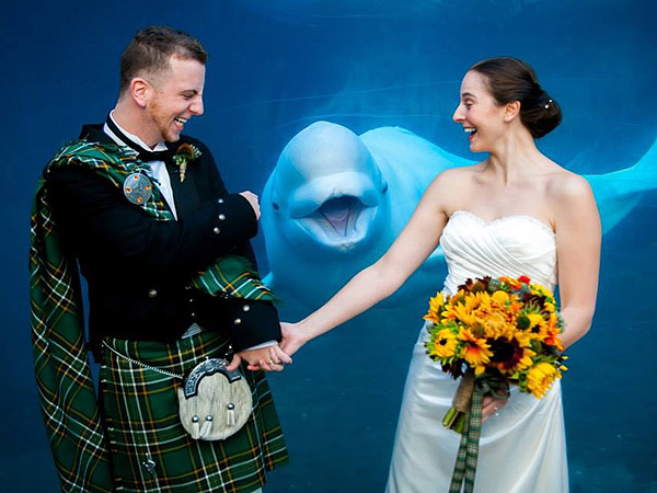 Whale Photobombs Wedding Photo