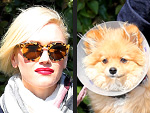 Stars and Their Pets: Gwen Stefani's Cone-y Dog | Gwen Stefani