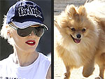 Stars and Their Pets: Gwen Stefani's Tiny Trotter | Gwen Stefani