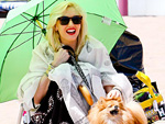 Stars and Their Pets: Gwen's Beach Bum | Gwen Stefani