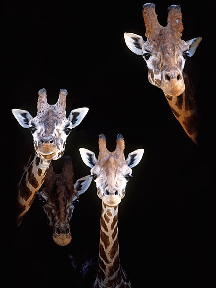 Lose the Facebook Riddle? 8 Hilarious Giraffes to Win the Day| Wacky Animal Stories, facebook.com, Giraffes