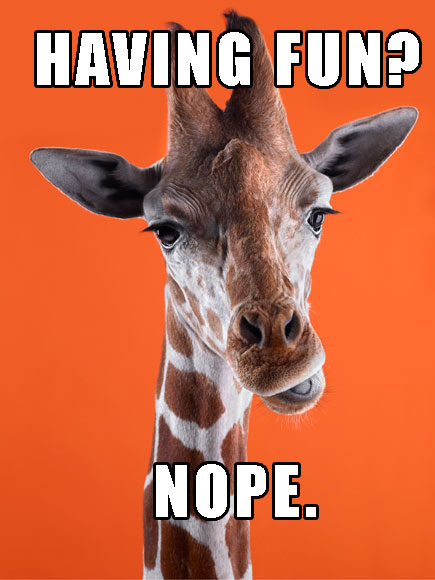 Lose the Facebook Riddle? 8 Hilarious Giraffes to Win the Day| Wacky Animal Stories, facebook.com