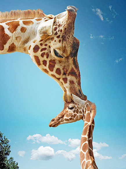 Lose the Facebook Riddle? 8 Hilarious Giraffes to Win the Day| Wacky Animal Stories, facebook.com