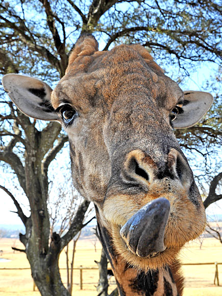 Lose the Facebook Riddle? 8 Hilarious Giraffes to Win the Day| Wacky Animal Stories, facebook.com