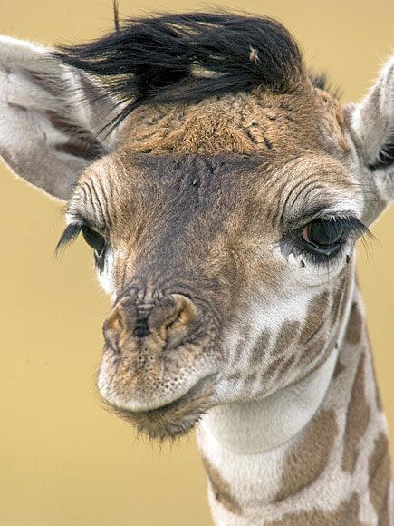 Lose the Facebook Riddle? 8 Hilarious Giraffes to Win the Day| Wacky Animal Stories, facebook.com