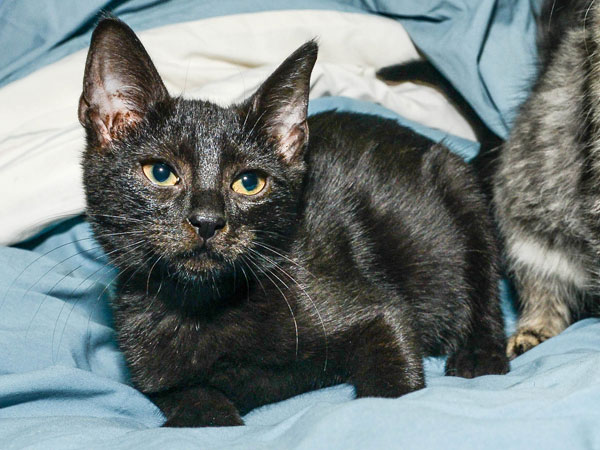 Meet the Star Kittens from Kate Davis's 'Roar' Video| Animal Charities, Cats, Stars and Pets