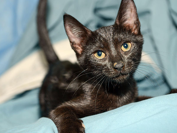 Meet the Star Kittens from Kate Davis's 'Roar' Video| Animal Charities, Cats, Stars and Pets