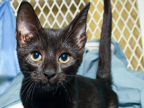 Meet the Star Kittens from Kate Davis's 'Roar' Video| Animal Charities, Cats, Stars and Pets