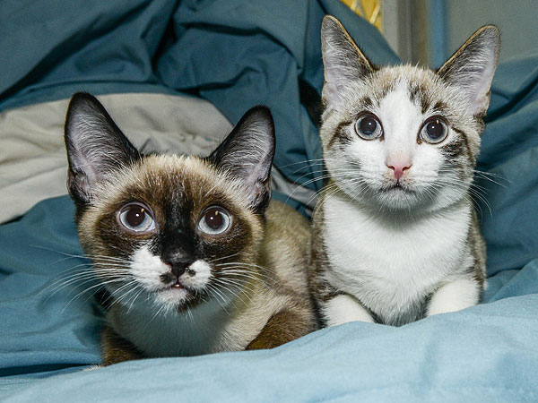 Meet the Star Kittens from Kate Davis's 'Roar' Video| Animal Charities, Cats, Stars and Pets