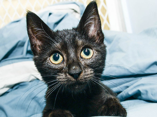 Meet the Star Kittens from Kate Davis's 'Roar' Video| Animal Charities, Cats, Stars and Pets