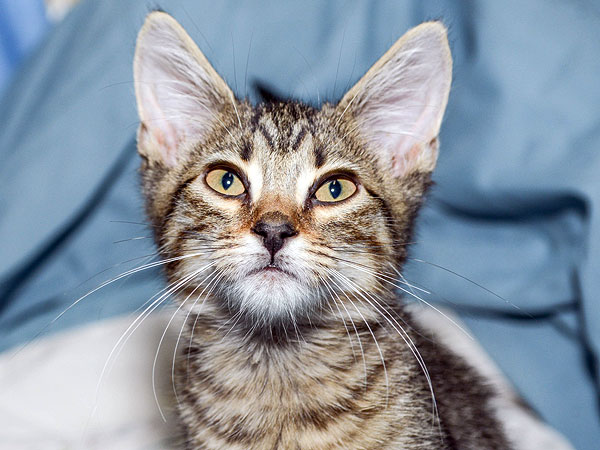 Meet the Star Kittens from Kate Davis's 'Roar' Video| Animal Charities, Cats, Stars and Pets